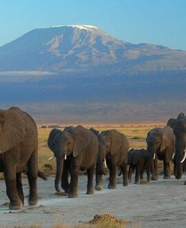 Amboseli National Park