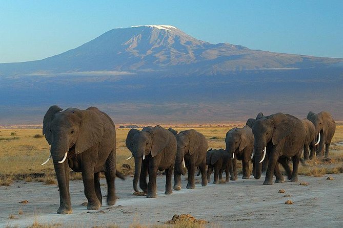 Amboseli National Park Safari package from Diani