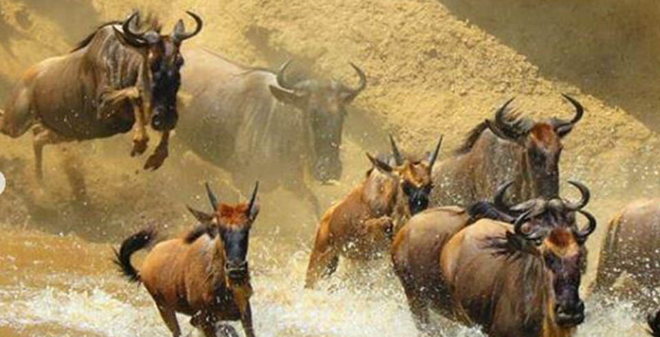 masai mara safari packages from diani