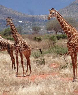 Ngutuni game Sanctuary