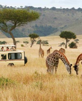 Safari