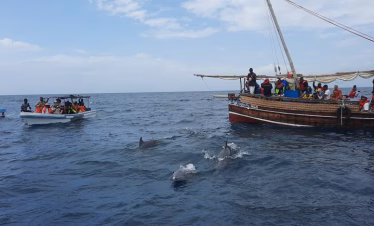 Tourists watching dolphins jump in the ocean during Wasini Island dolphin tour from Diani Beach