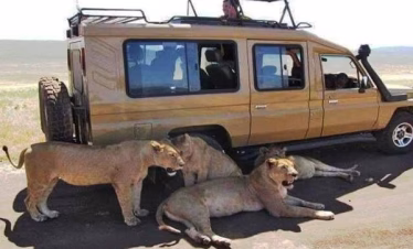 Diani Beach Safari Tour Packages