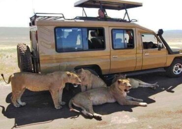 Tsavo East Jeep safari from Diani Beach, Mombasa