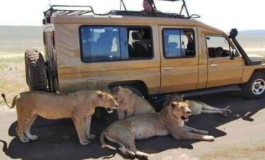 Tsavo East Jeep safari from Diani Beach, Mombasa