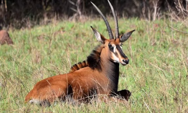 Rare sable antelope grazing in Shimba Hills National Reserve, Kenya