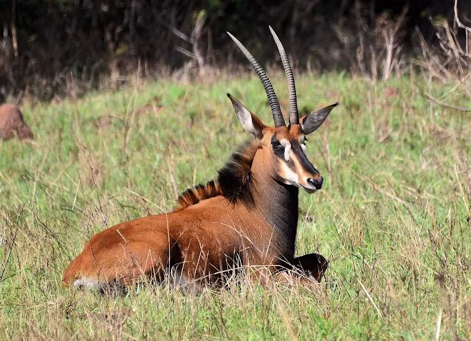 Rare sable antelope grazing in Shimba Hills National Reserve, Kenya