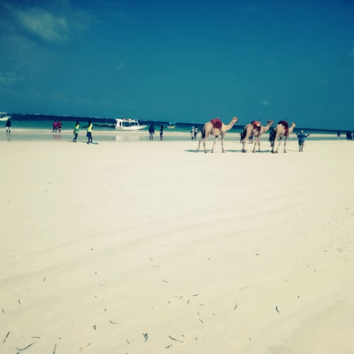 Diani Beach Glass Bottom Boat Tour