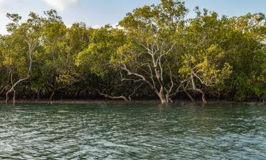 Kongo River diani boat tour