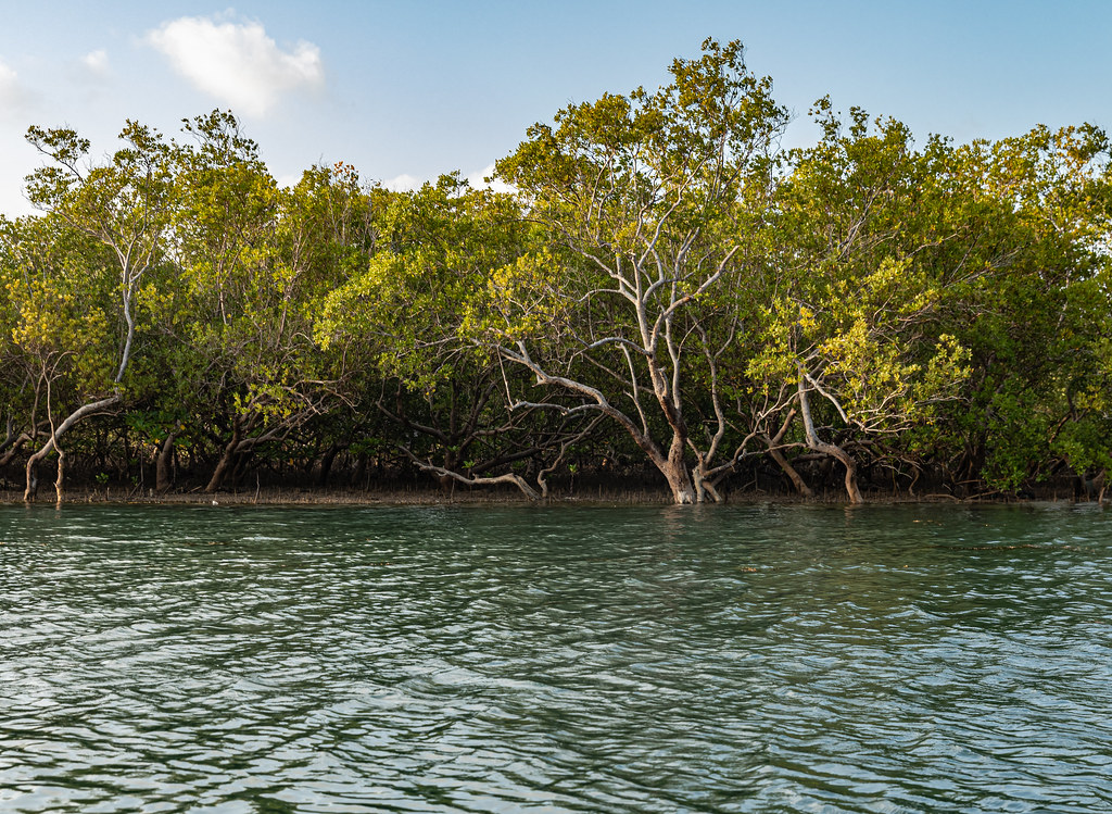 Kongo River diani boat tour