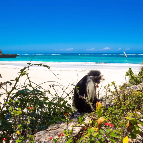 Chale Island Excursion