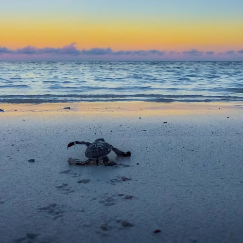 Luxury Day Tour from Diani Beach