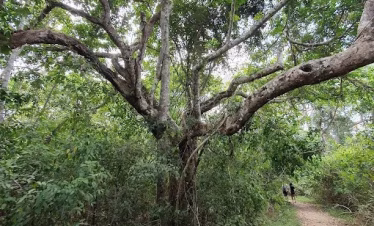 Nature and wildlife safari near Diani Beach