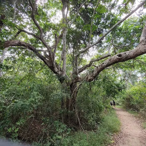 Nature and wildlife safari near Diani Beach