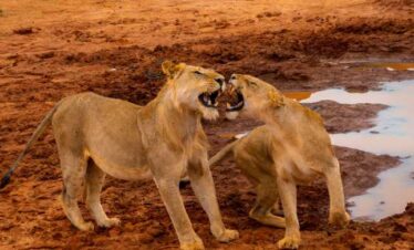 Wild Animals in Tsavo