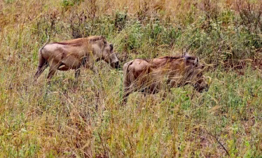 Shimba Hills Safari from Diani Beach