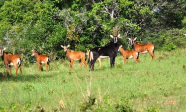 Shimba hills day trip from Mombasa