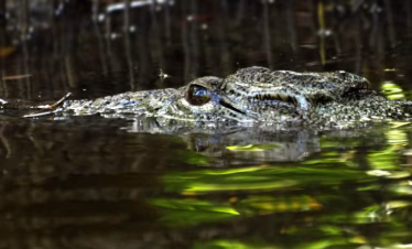 Wild crocodile seen on the Ramisi River during a boat safari on the Funzi Island tour from Diani