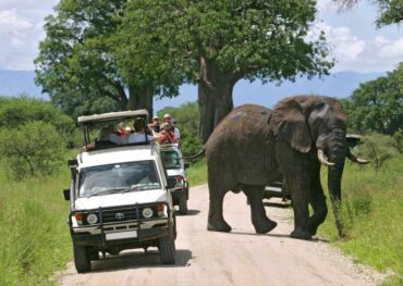 Diani Beach Tsavo Amboseli Safari