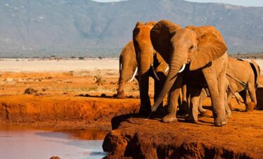 Tsavo day safari from Diani Mombasa