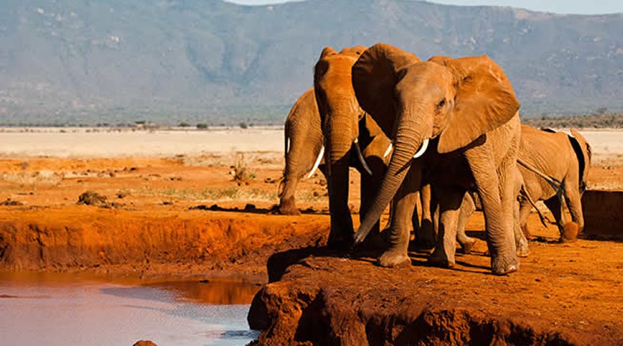 Tsavo day safari from Diani Mombasa