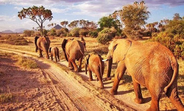 Tsavo Safari from Diani Beach
