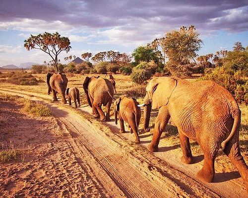 Tsavo Safari from Diani Beach