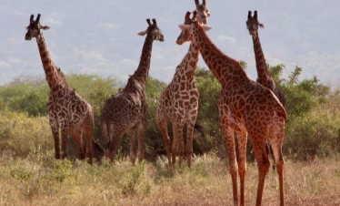 Tour companies in Diani Beach