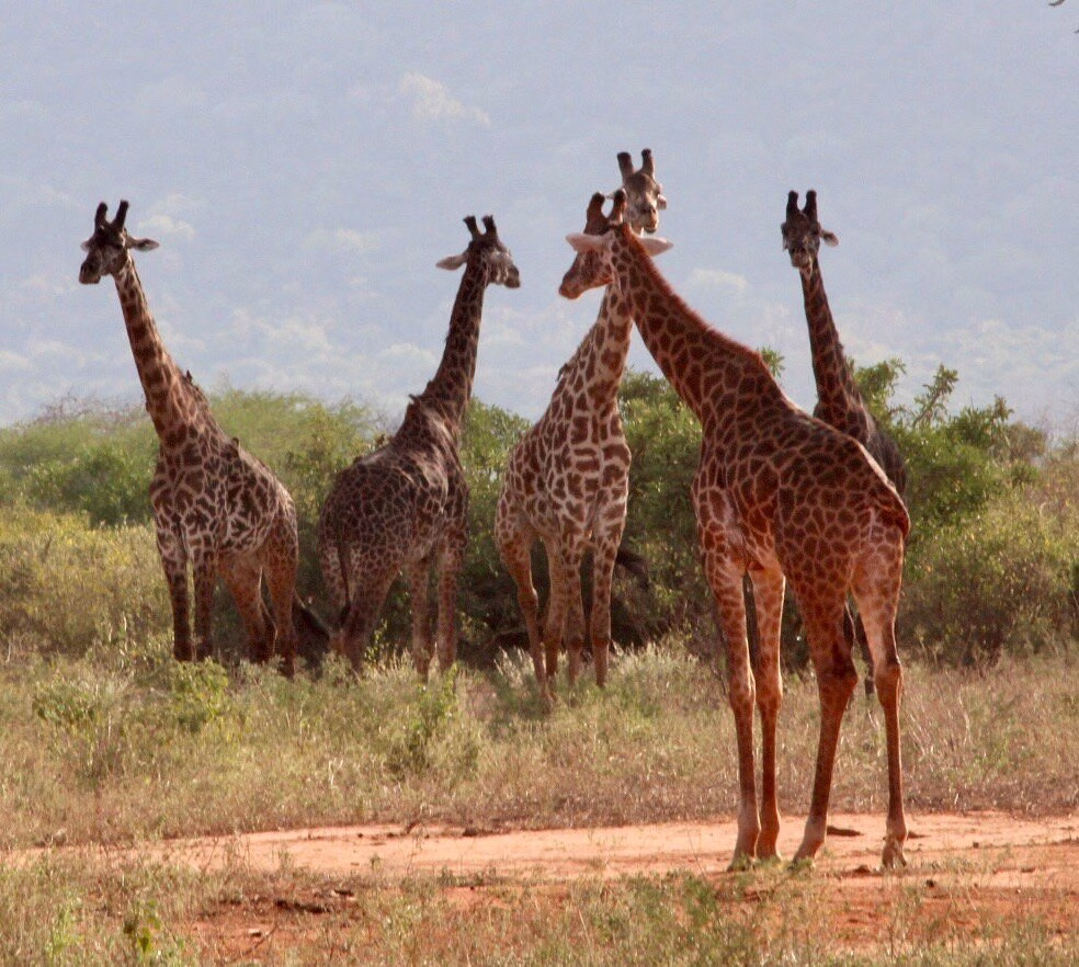 Tour companies in Diani Beach