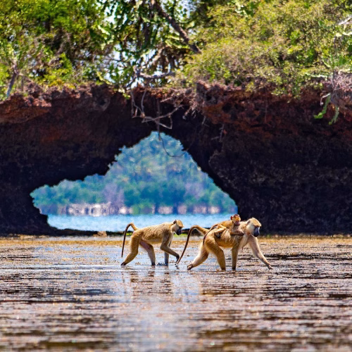 Diani Beach Excursions