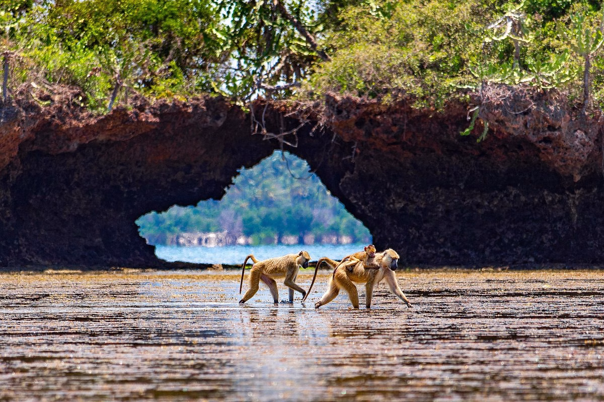 Diani Beach Excursions