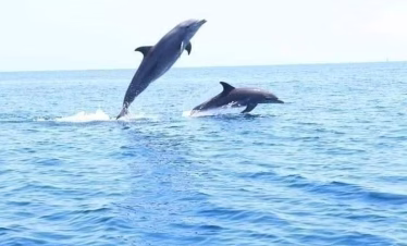 Tourists watching dolphins jump in the ocean during Wasini Island dolphin tour from Diani Beach