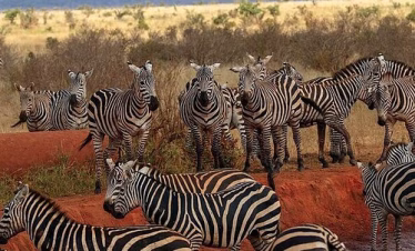 Diani Beach Safari tours from Mombasa