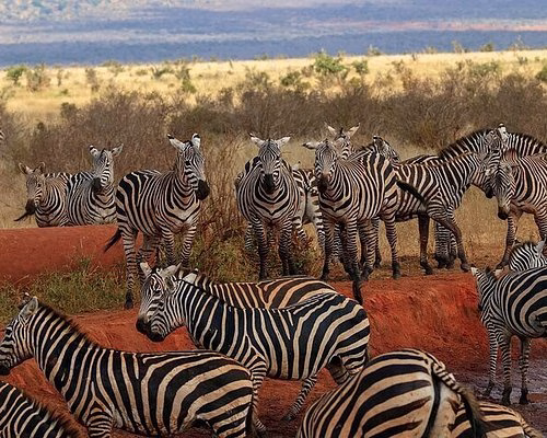 Diani Beach Safari tours from Mombasa