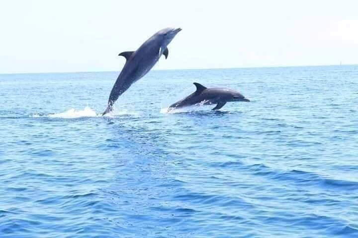 Tourists watching dolphins jump in the ocean during Wasini Island dolphin tour from Diani Beach