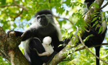 Diani Beach Columbus monkey conservation centre