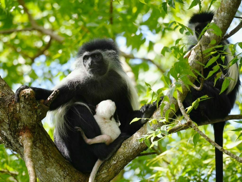 Diani Beach Columbus monkey conservation centre