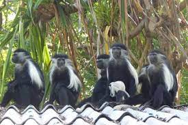 Diani Columbus Conservation | Diani Columbus conservation day tour