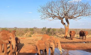 Safari vehicle with pop-up roof during game drive in Tsavo East National Park