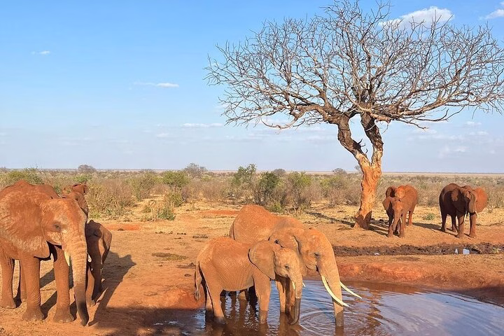 Safari vehicle with pop-up roof during game drive in Tsavo East National Park