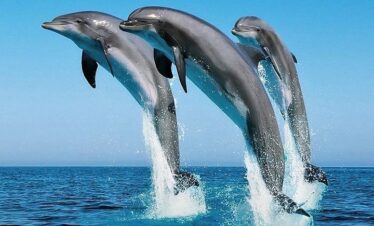 Diani boat tour-Wasini Island