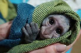Diani primate eco-tour