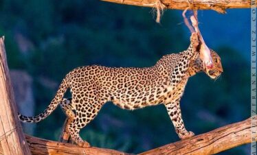 Leopard in Tsavo West