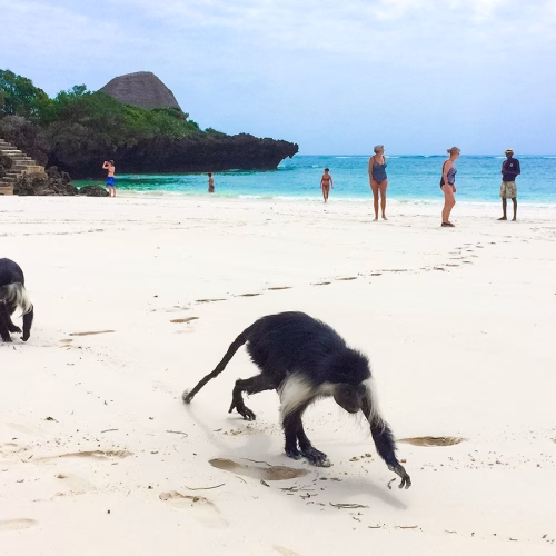 Chale Island Tour from Diani Beach