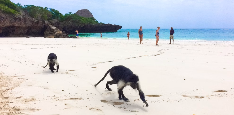 Chale Island Tour from Diani Beach