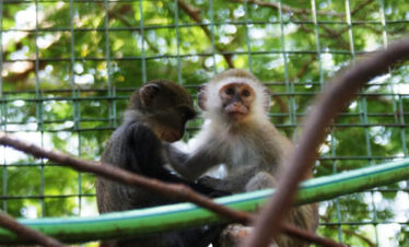 Diani Beach Columbus monkey conservation tour