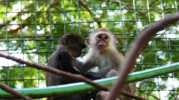 Diani Beach Columbus monkey conservation tour