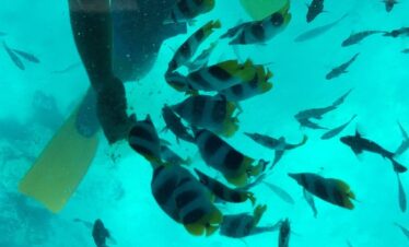 Snorkeling tour in diani beach