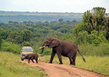 Shimba Hills day safari from Diani
