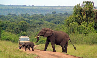 Shimba Hills day safari from Diani